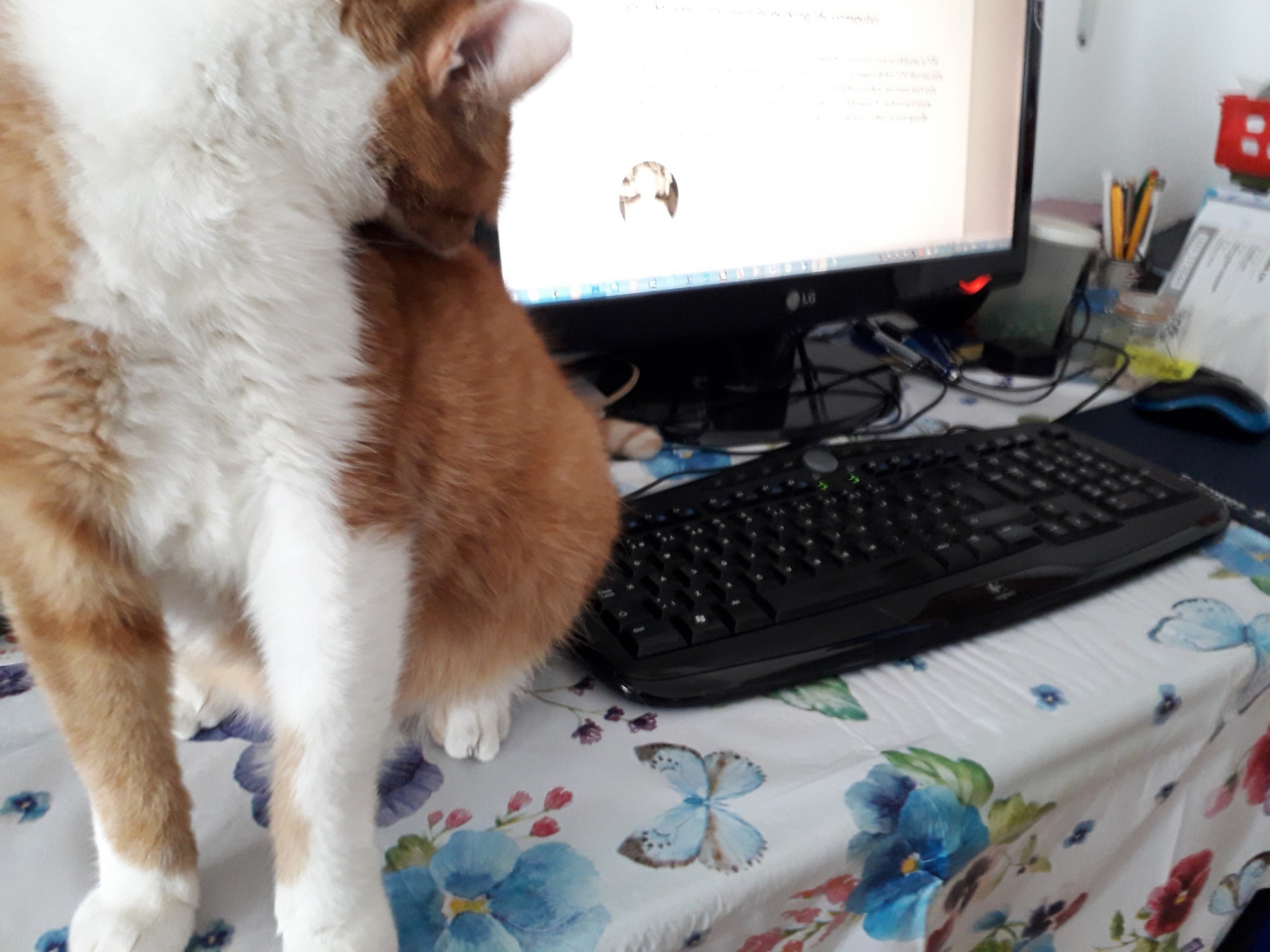 Wandelende bontjas Honger aan het werk. Hij leeft helaas niet meer, maar heeft zijn taken overgedragen aan mijn andere bontjas. 